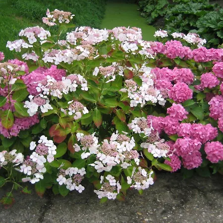 Hortensia Tatil Evi *